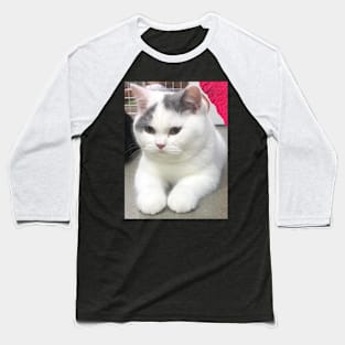 the chubby white cats Baseball T-Shirt